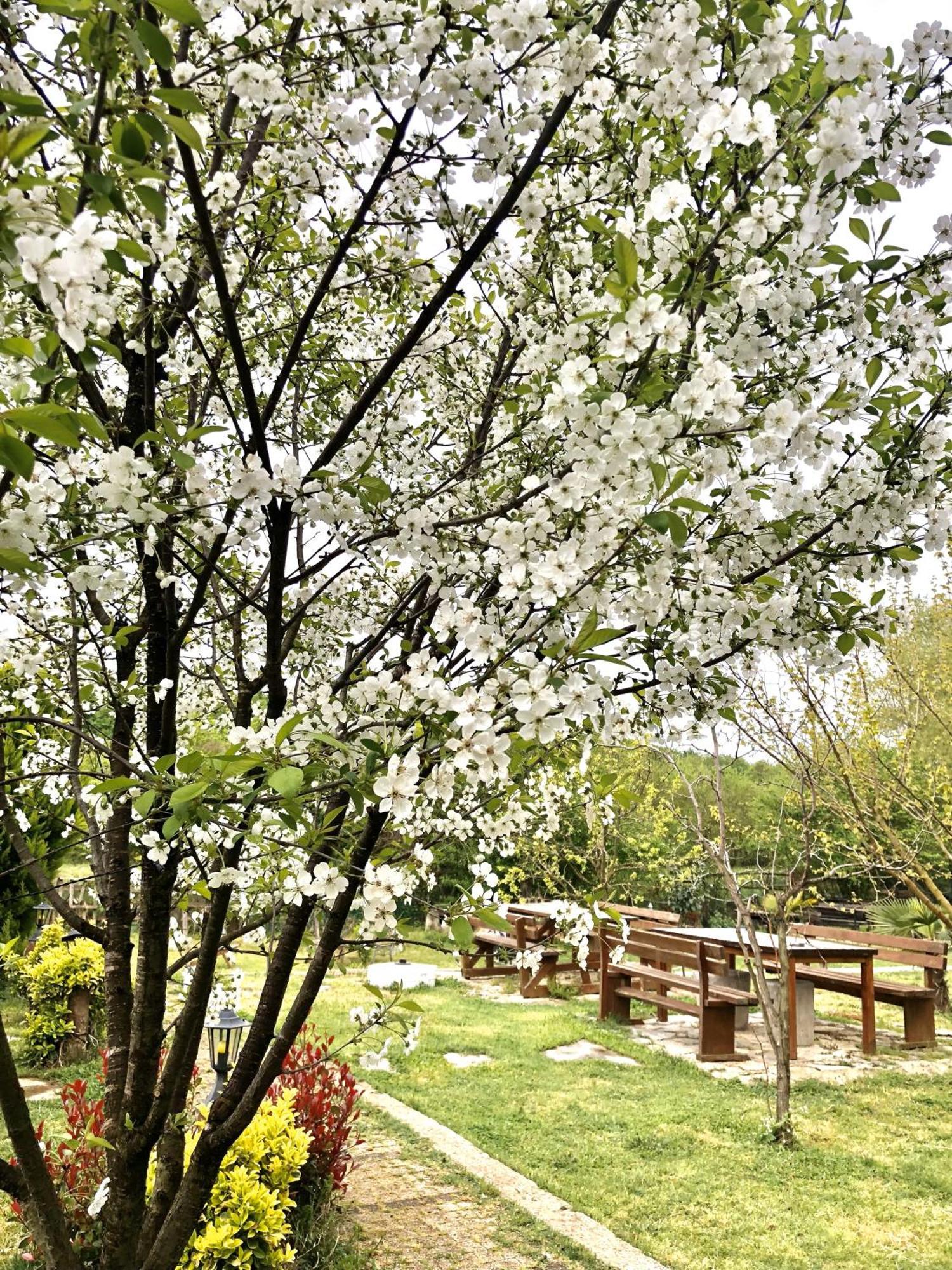 Kerpe Diem Otel 외부 사진